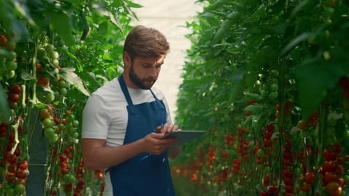 Farm Worker Inspecting Technological Device Tomatoes Growth Level in Greenhouse