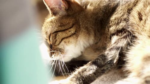 Tabby Cat Licking Paw