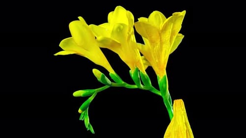 Flower Freesia blossoms, time-lapse with alpha channel