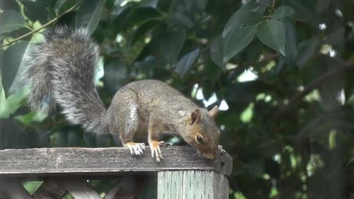 Squirrel Explores a Wooden Fence Outdoors