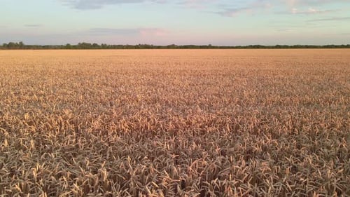 Campo de trigo de paisaje agrícola