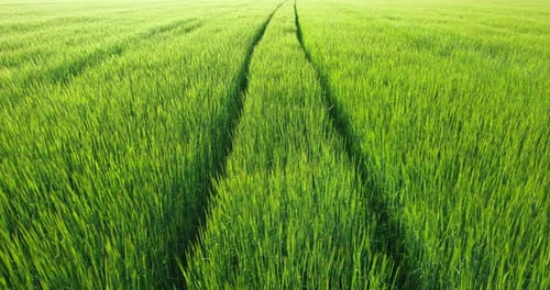 Green Wheat Field