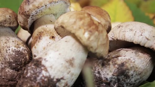 Boletus Mushrooms