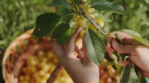 Harvesting Sweet Cherries in the Orchard