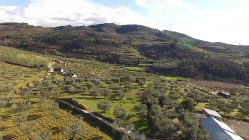 Fly Above Olive Field