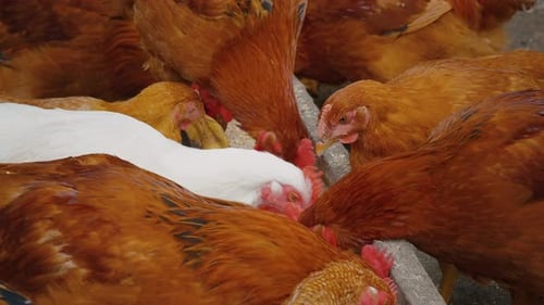 Chicken in Farm Organic.