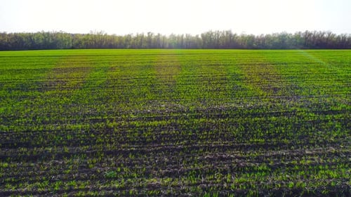 Flight Over a Field with Green Grass