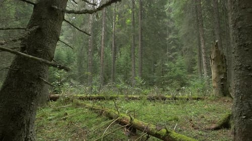 Interior of a forest
