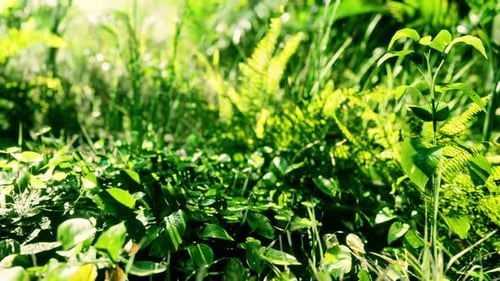 Gros plan de la pointe d'un tapis vert à feuilles larges