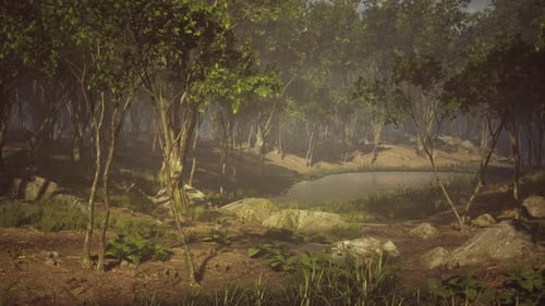 River in Mysterious Forest with Fog