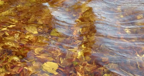 the Surface of the Water and Waves Over the Fallen Yellow Leaves Lying at the Bottom of the Lake or