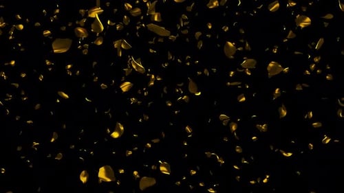 Golden Petals Confetti Exploding Animation Overlay