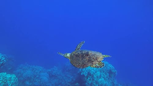Hawksbill Sea Turtle