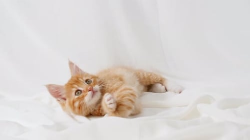 Playful Orange Tabby Kitten Lying on White Bedding