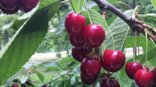 Cherries