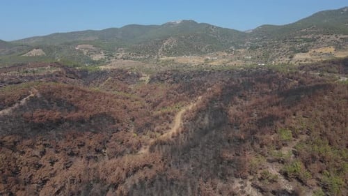 Burnt Nature Forest
