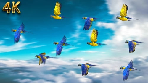 Colorful Looping Flying Macaw Parrots Animated Elements
