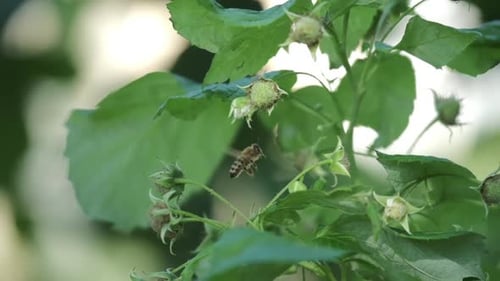 Bee Pollinates Growing Raspberry on Blurred Background