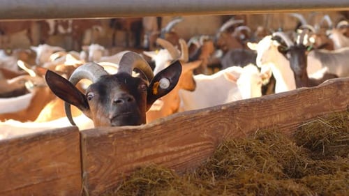 Große Viehfarm für Ziegen und Rinder. Ziegen laufen auf der Farm.