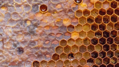 Zeitlupe eines Honigrahmens mit offenen sechseckigen Zellen mit Pollen und Perga