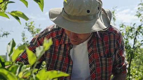 Farmer Checking a Fruit Tree in an Orchard Then Writing Notes on a Clipboard in a Close Up View