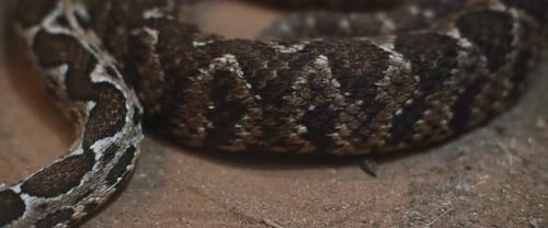 Detailed Close Up of a Coiled Snake