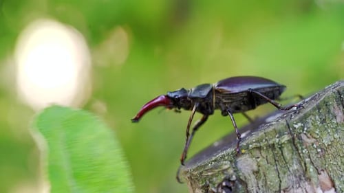Stag Beetle Walking on Tree Stump
