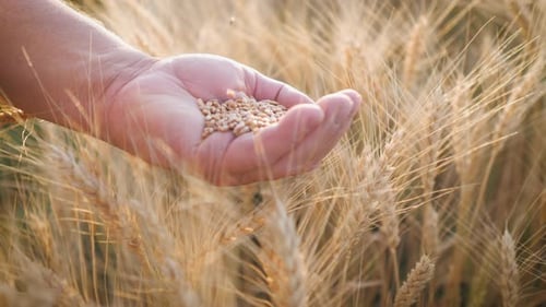Wheat Grains Falling from Hand in Golden Field