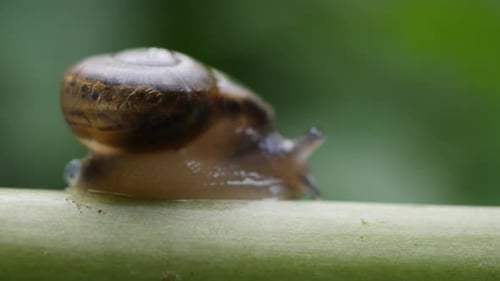 Das Leben der Schnecken in der Natur