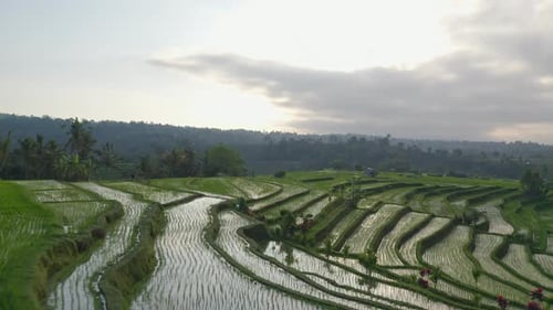 Famous Rice Terraces Plantation in Bali, Indonesia Under Dark Cloudy Skies