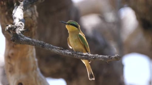 Swallow-tailed bee-eater sitting on a tree branch