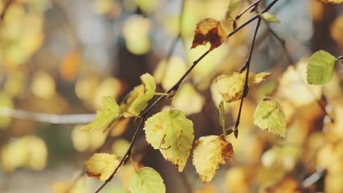 Close Up of Golden Birch Leaves Swaying on a Branch