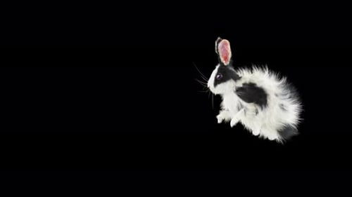 Cute Black and White Rabbit Hopping Realistic Animation