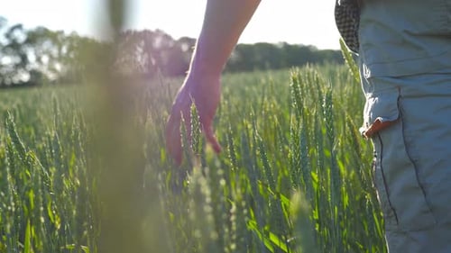 Male Hand Moving Over Wheat Growing on the Meadow on Sunny Summer Day