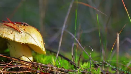 Mushroom Growing on Moss in Forest