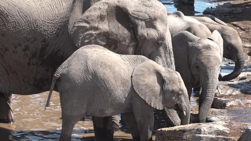 Eine Herde afrikanischer Elefanten trinkt in der Abenddämmerung im Etosha-Nationalpark, Namibia, Afrika, aus einem Wasserloch.