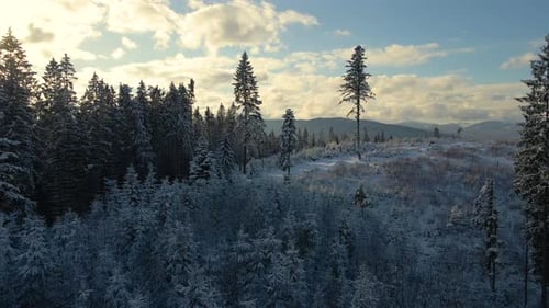 Aerial Winter Landscape with Spruse Trees of Snow Covered Forest in Cold Mountains in the Evening