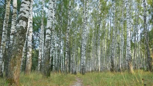 POV Of Sparsely Populated Forest