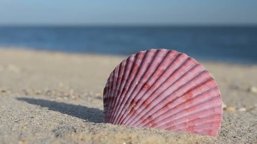 Cockleshells 27
