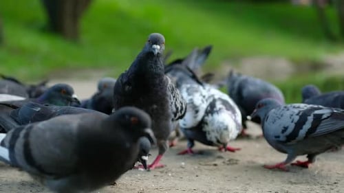 Hungry Gray Pigeons are Fighting for Bread Crumbs in Park By Lake
