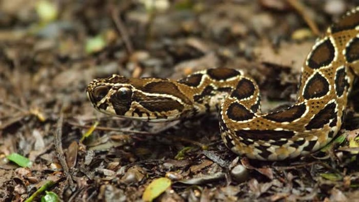 slow-motion of Close up Blue Krait snake ( Bungarus candidus) open ...