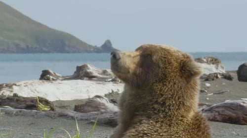 Bear Smelling the Air on a Sandy Beach