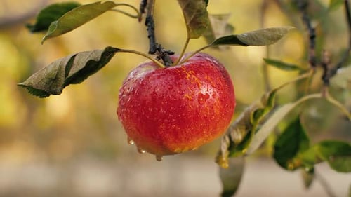 Red Apple with Dew on the Branch