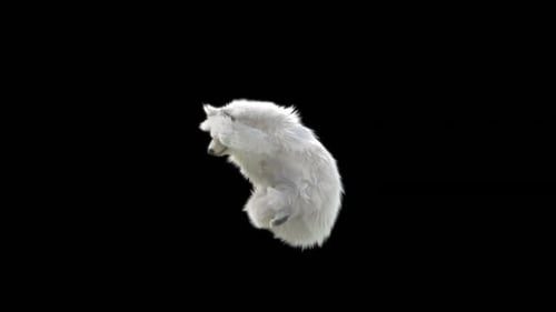 Animated White Bear Cub Rolling for Compositing