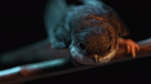 Whitethroated Swallow Hirundo Rustica Sitting on Wooden Branch and Rests