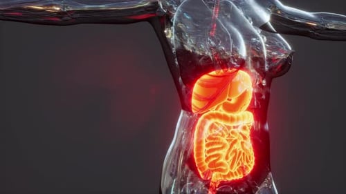 Anatomy of Human Body with Digestive System
