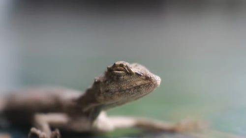 Lizard Resting in Nature, Close Up