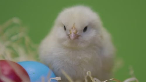 One Little Chicken, Colorful Easter Eggs. Fluffy Chick. Green Background. Macro