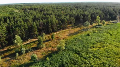 Pine Forest, Aerial View with Drone. Top View in Pine Wood Park on Forest Trees.
