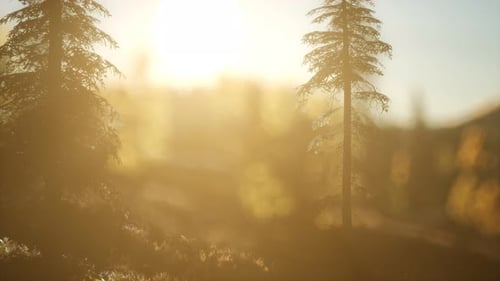 Pine Forest on Sunrise with Warm Sunbeams